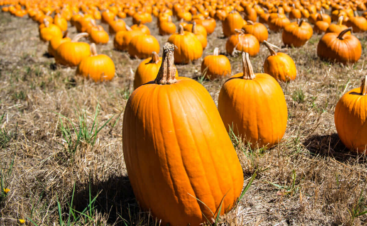 7 Tips for Finding the Perfect Pumpkin - Modern Farmer