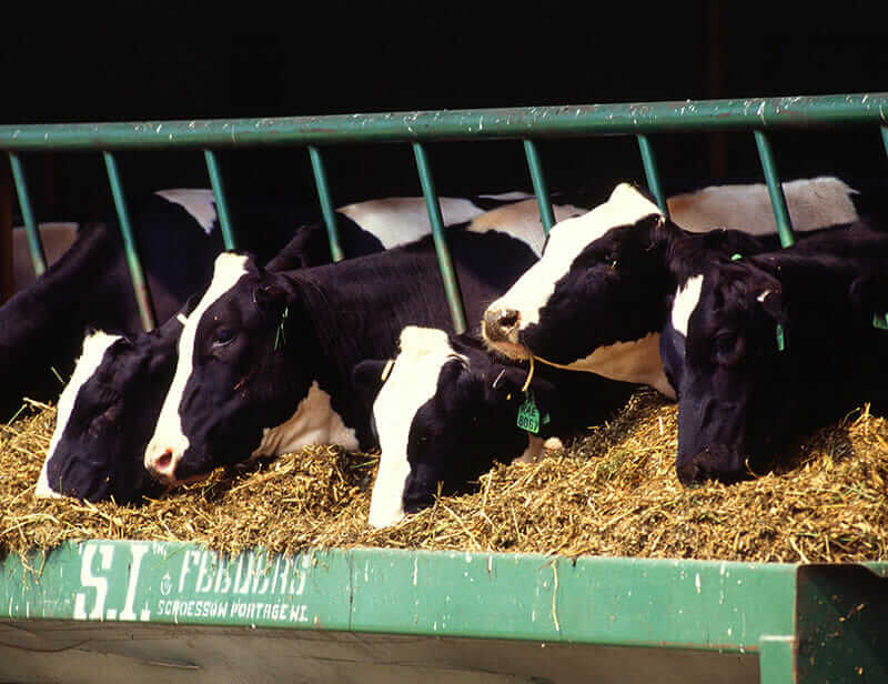 6 Ways to Fight the Menace of Cow Burps Modern Farmer