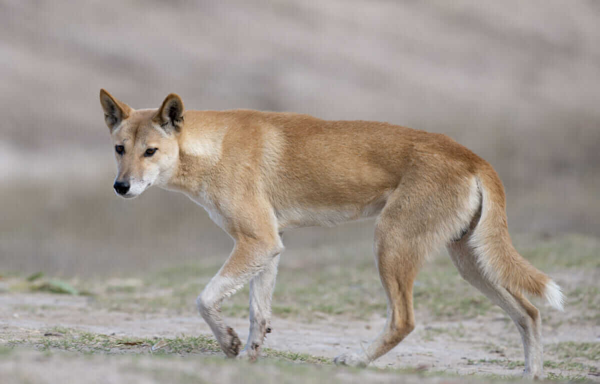 Map of the dingo fence in Australia. At a length of 5,614 km (3,488 mi
