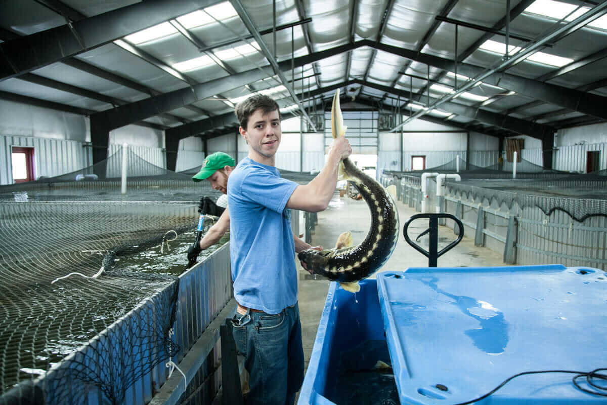 Caviar, Straight from North Carolina Modern Farmer