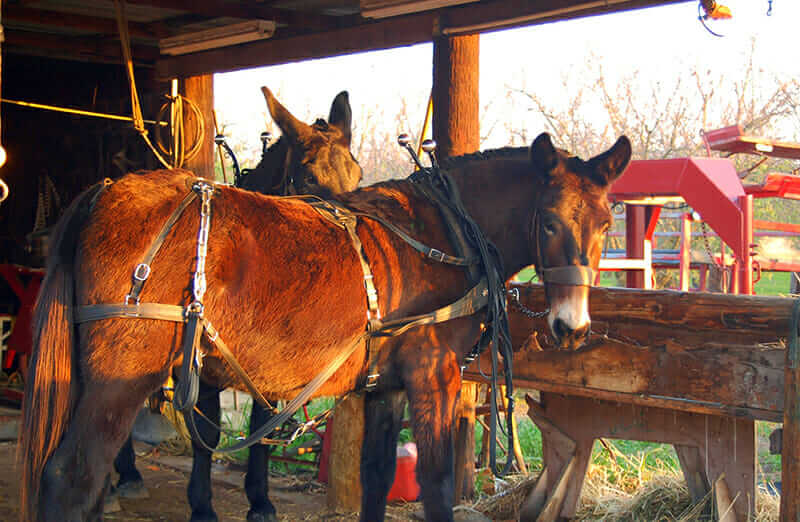 10 Farm Animal Hybrids You Didn't Know Existed Modern Farmer