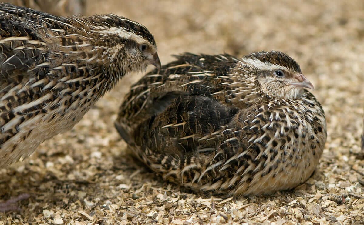 Quail Are Big Things Ahead for a Tiny Bird in the U.S.? Modern Farmer