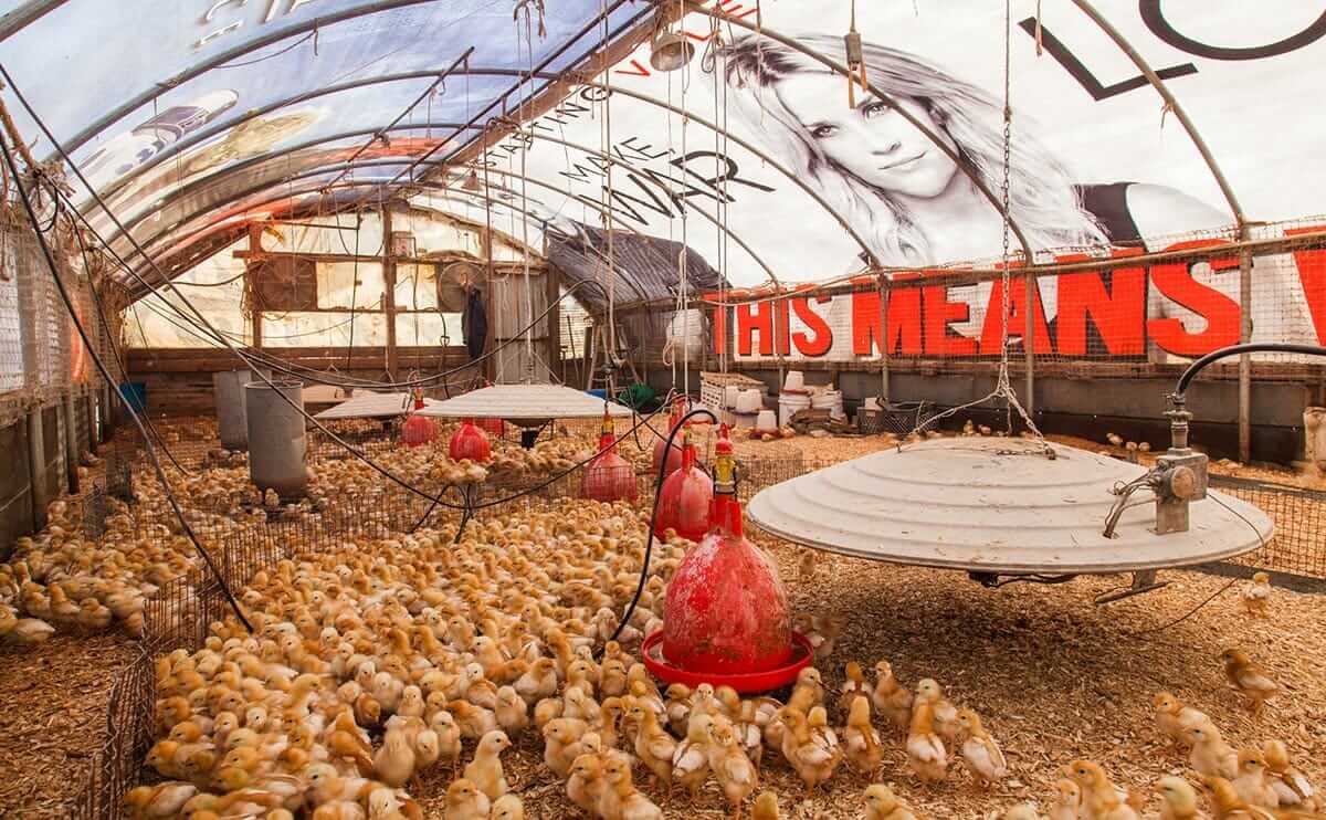 Meet the Movie Billboard Chicken Coops Modern Farmer