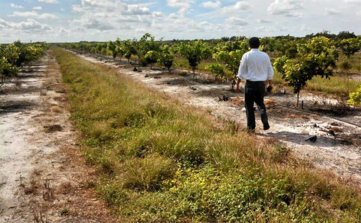 Article Page 313 of 399 Modern Farmer