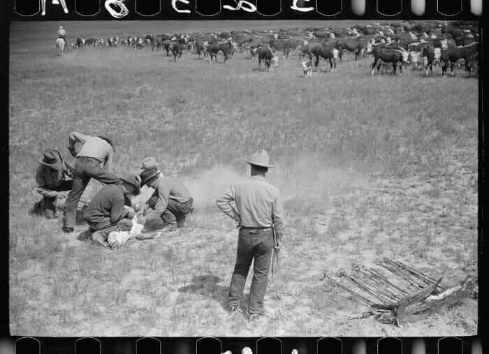 12 Vintage Pictures of Cattle Branding Modern Farmer