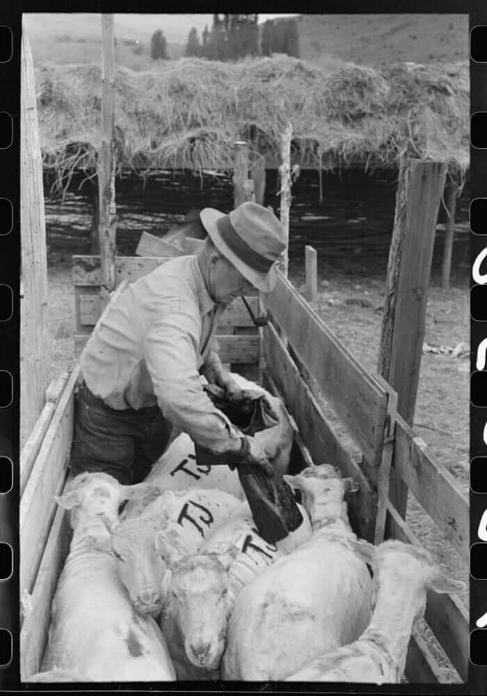 13 Vintage Pictures of Sheep Shearing Modern Farmer