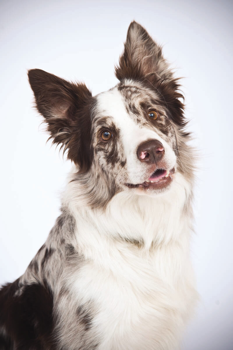 Are Border Collies Good Farm Dogs