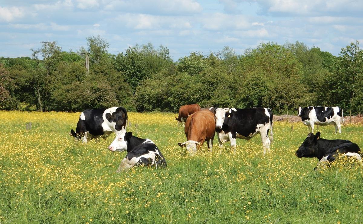 SlaughterFree Milk Will Customers Pay More to Put Cows Out to Pasture