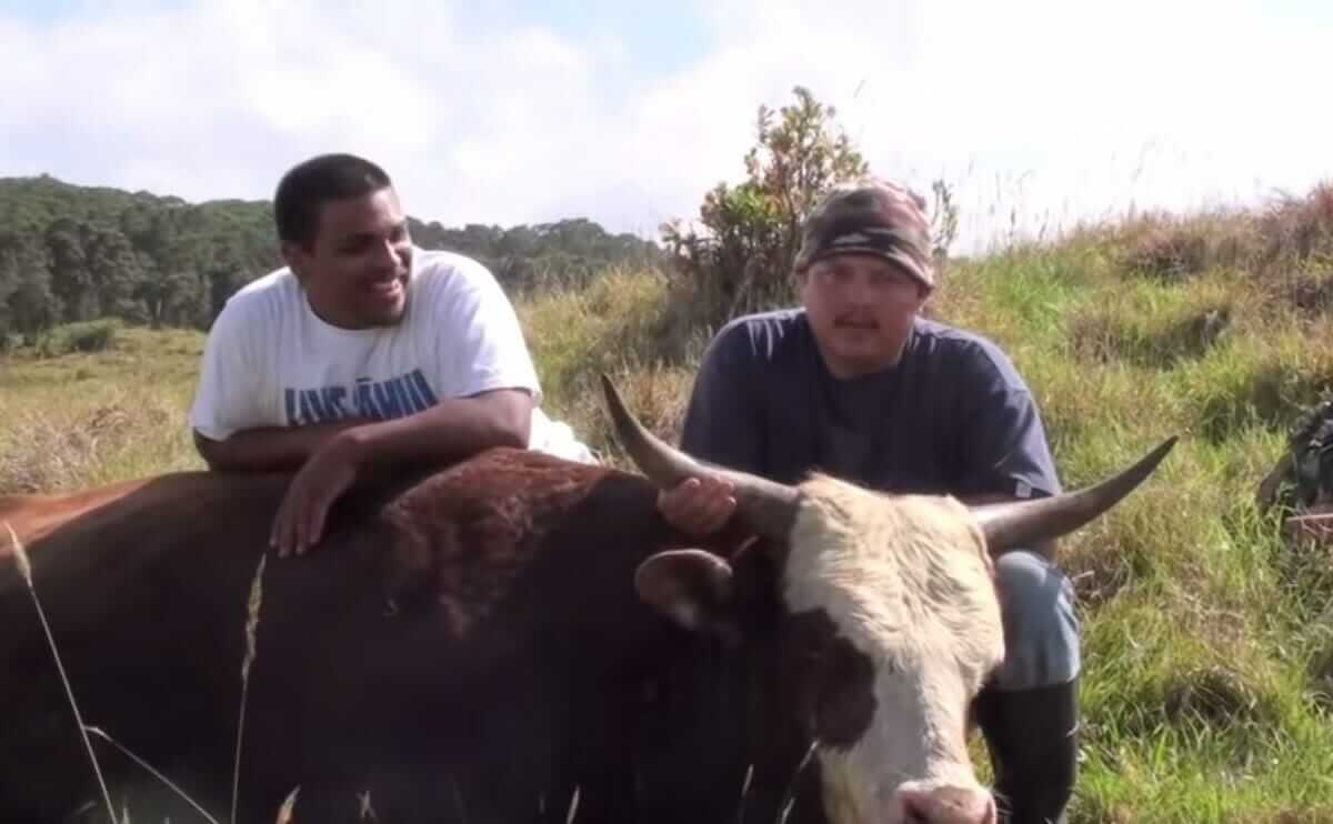 Can cows live in the wild