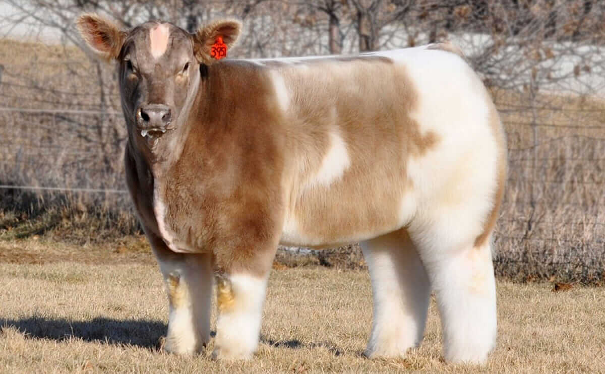 Cow Jpg Etsy Singapore