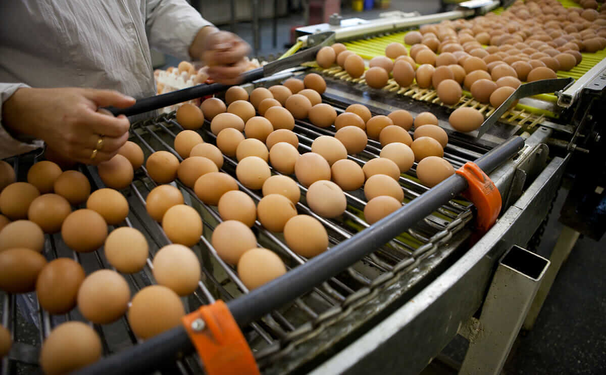 When California Changes Its Chicken Laws, It Affects Everybody Modern