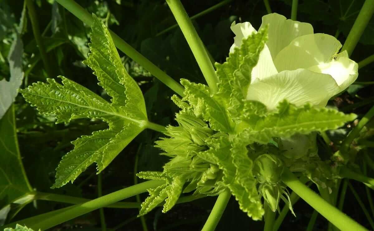 Police Raid Potential Marijuana Farm Only To Find