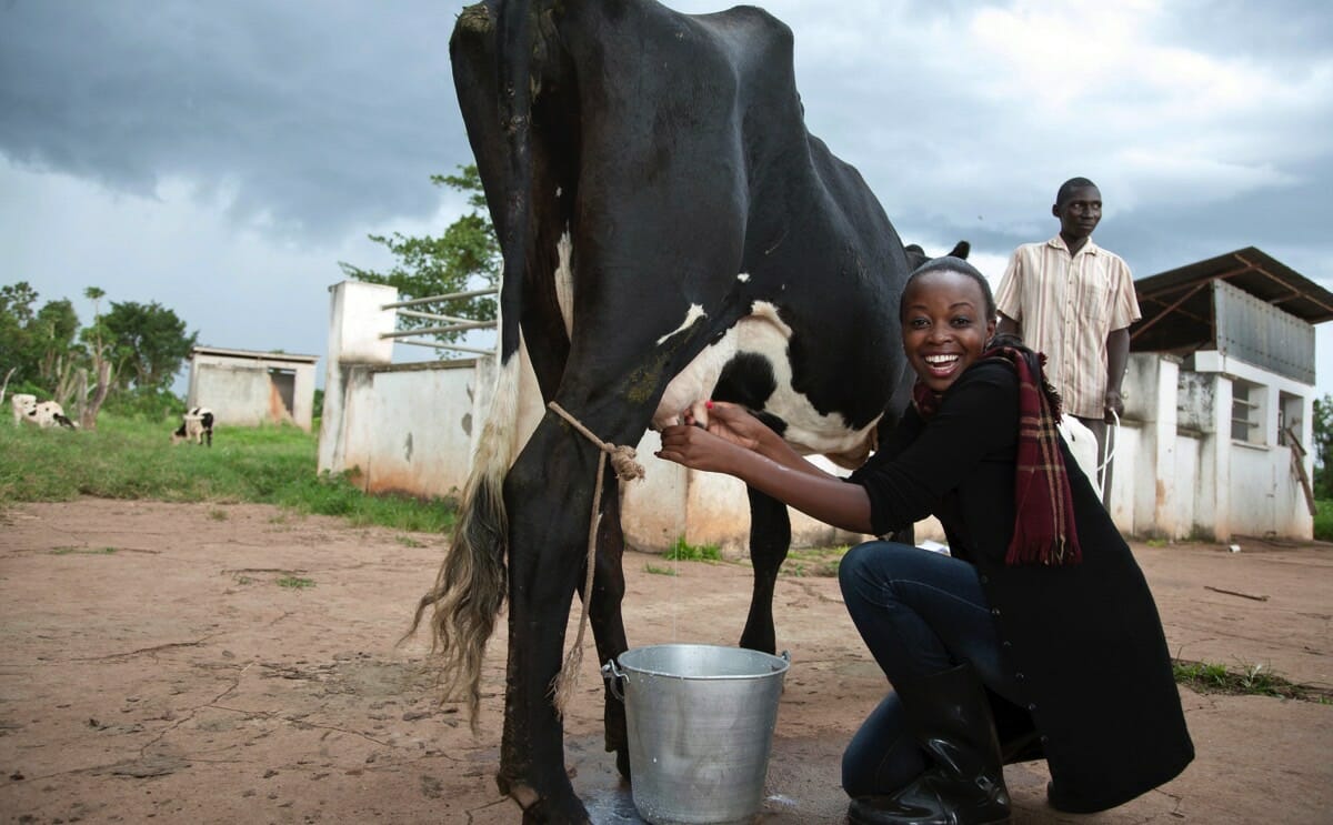 Miss Uganda Beauty Contest Demands Contestants Milk A Cow Modern Farmer