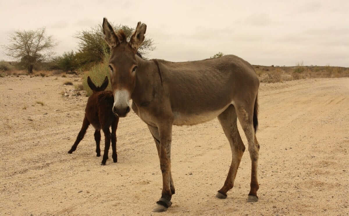 Can Donkeys Really Commit Suicide? Modern Farmer