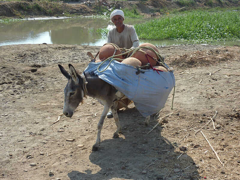 11 Photos of Donkeys Carrying Heavy Loads Modern Farmer