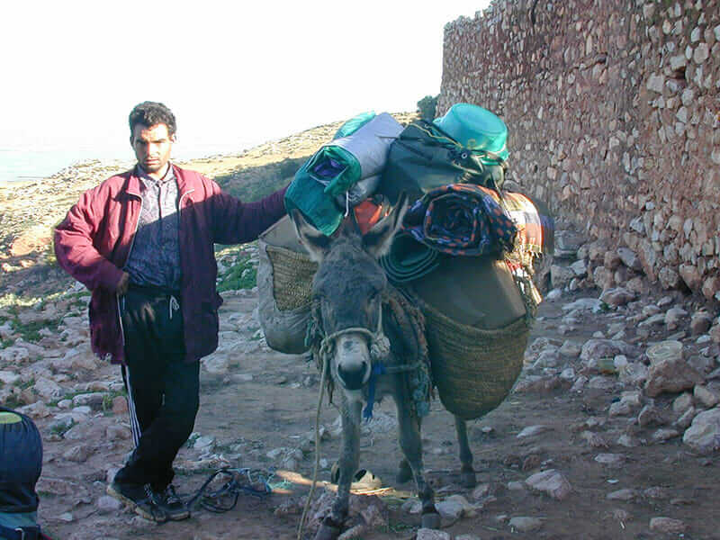 11 Photos of Donkeys Carrying Heavy Loads Modern Farmer