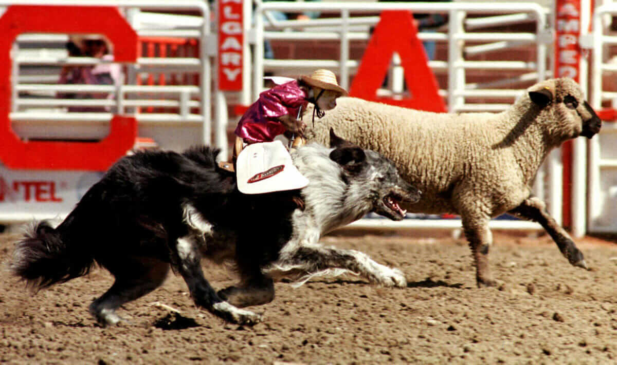 Cowboy Monkey Rodeos Exist and They Are Everything You Want Them To Be