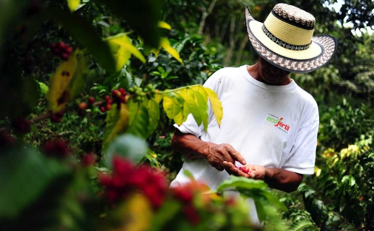 The Thin Months for Coffee Farmers Modern Farmer
