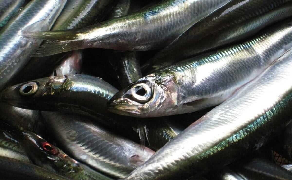 Regulators Vote To Halt All Pacific Sardine Fishing Modern Farmer