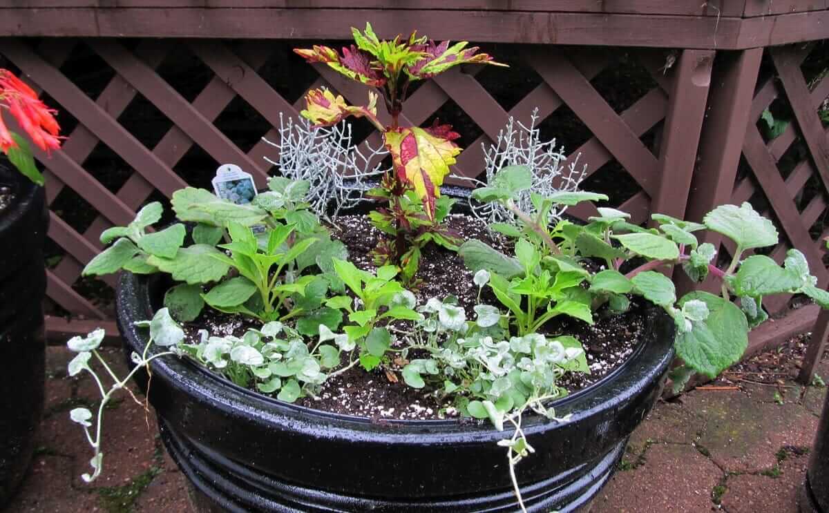 How to Grow Fruits, Vegetables, and Herbs in a Container Garden