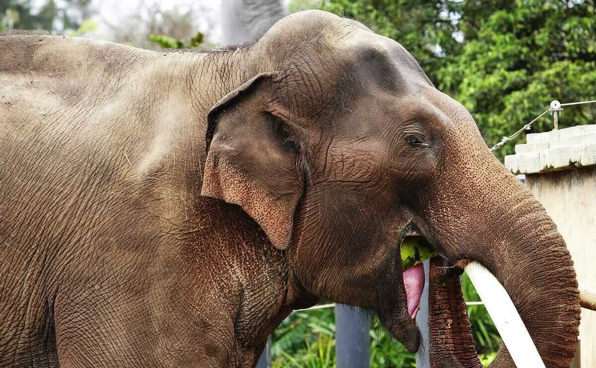 Elephant Dung Coffee