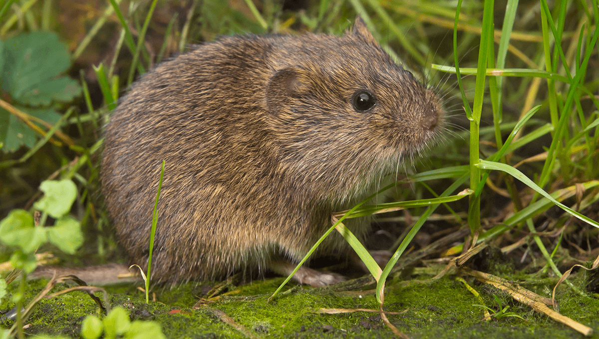Varmints Getting Your Crops? Three Humane Ways to Keep 'Em Out Modern