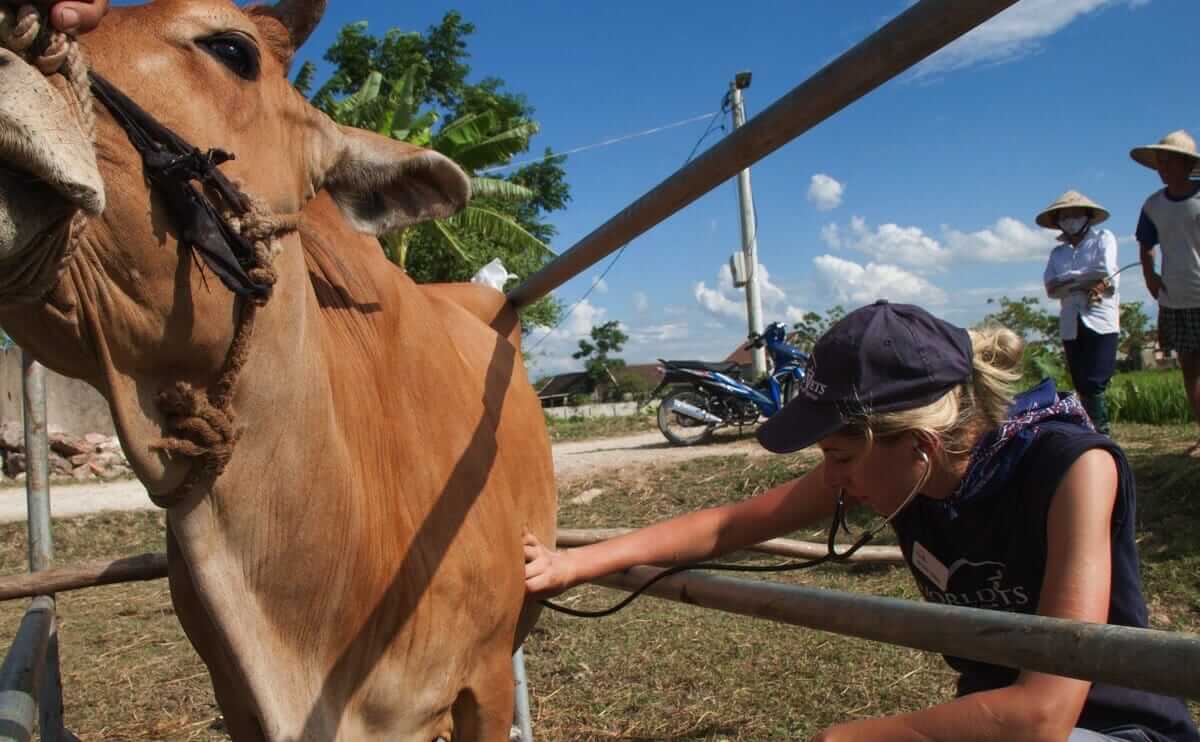 Job Opportunity A LargeAnimal Veterinarian Modern Farmer
