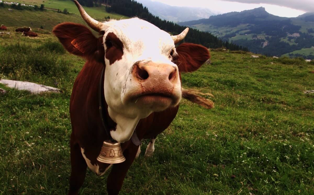 Scientists Discover a Way To Make Cows Fatter and Less Flatulent