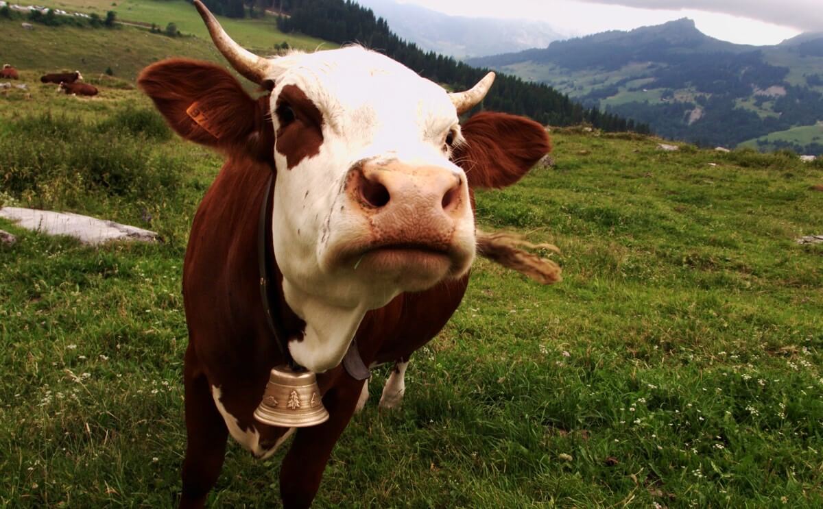 Scientists Discover a Way To Make Cows Fatter and Less Flatulent