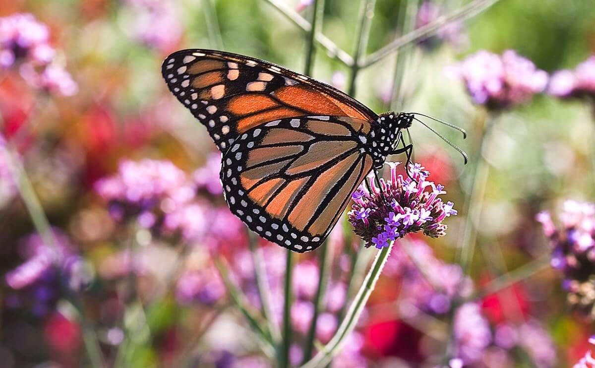 A Peek Inside the World of Butterfly Farming Modern Farmer
