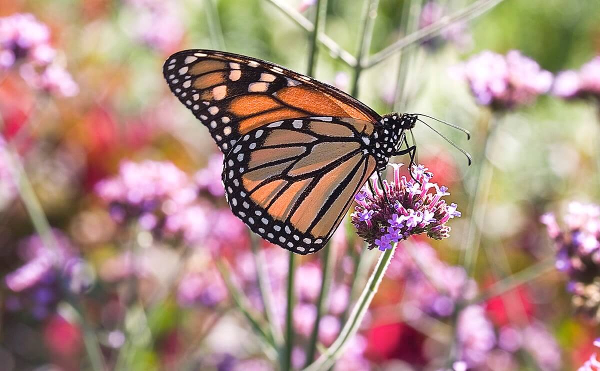 A Peek Inside the World of Butterfly Farming Modern Farmer