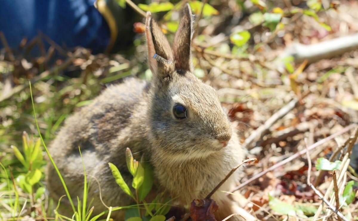 Formerly Rare (and Always Adorable Rabbit) Is No Longer Endangered