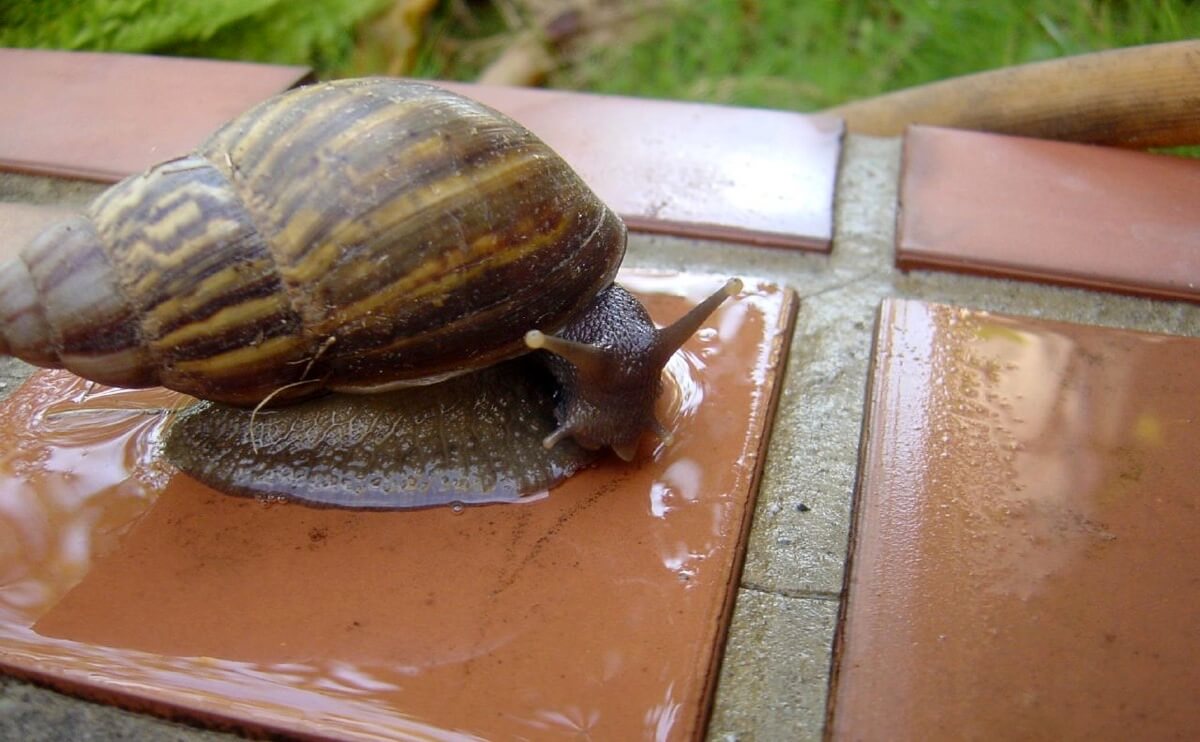 Florida is Making Progress in War with Giant CropEating Snail Modern