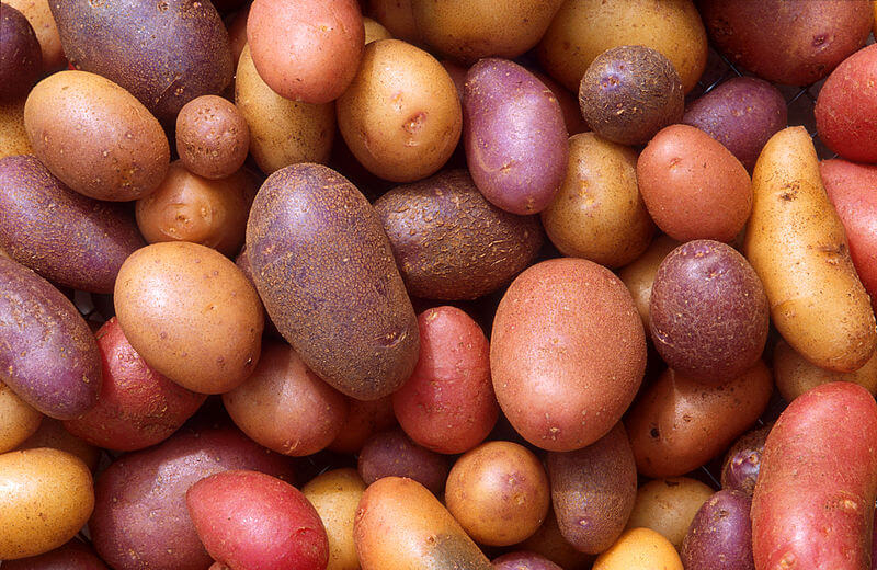 A Guide to the Roots and Tubers You Didn't Know You Loved Modern Farmer