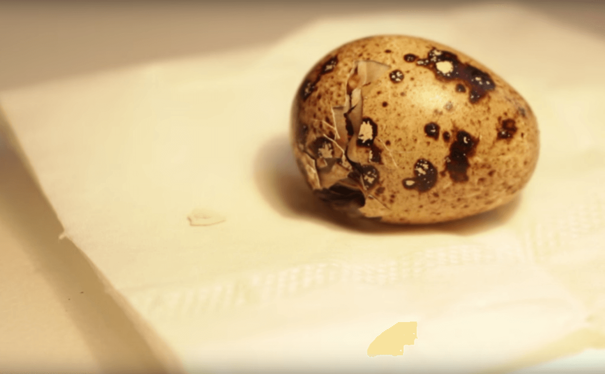 Man Incubates Supermarket Eggs, Now Has Very Cute Pet Quail Modern Farmer