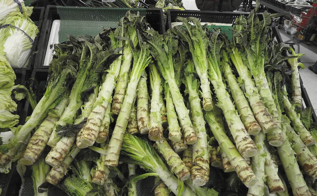 Meet The Vegetable Celtuce, a Mutant and Delicious Lettuce Modern Farmer