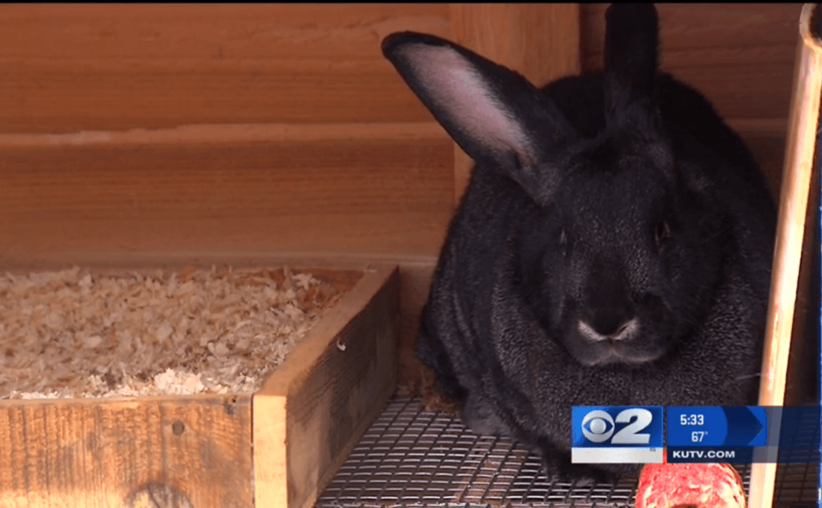Rabbit Thieves Return a Gigantic Stolen Bunny After Social Media Outcry