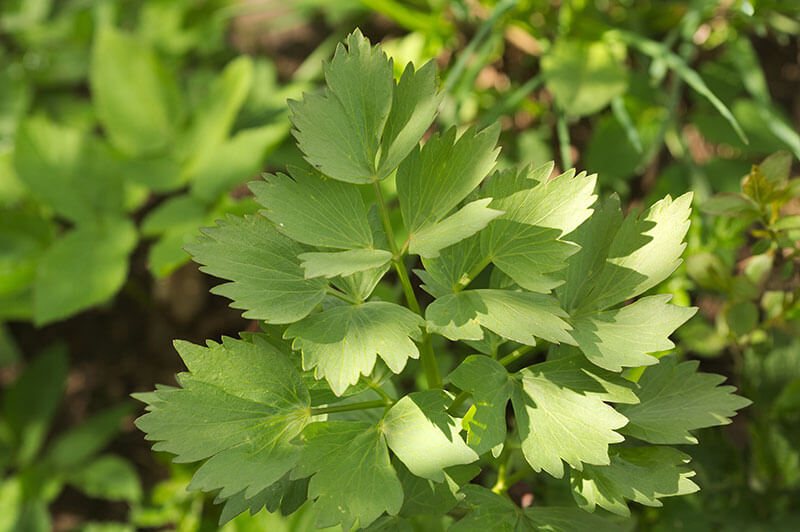 Lovage Plant