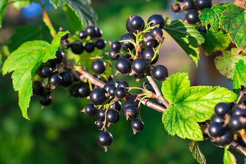 So Shady 10 Crops That Can Be Grown Without a Lot of Sun Modern Farmer