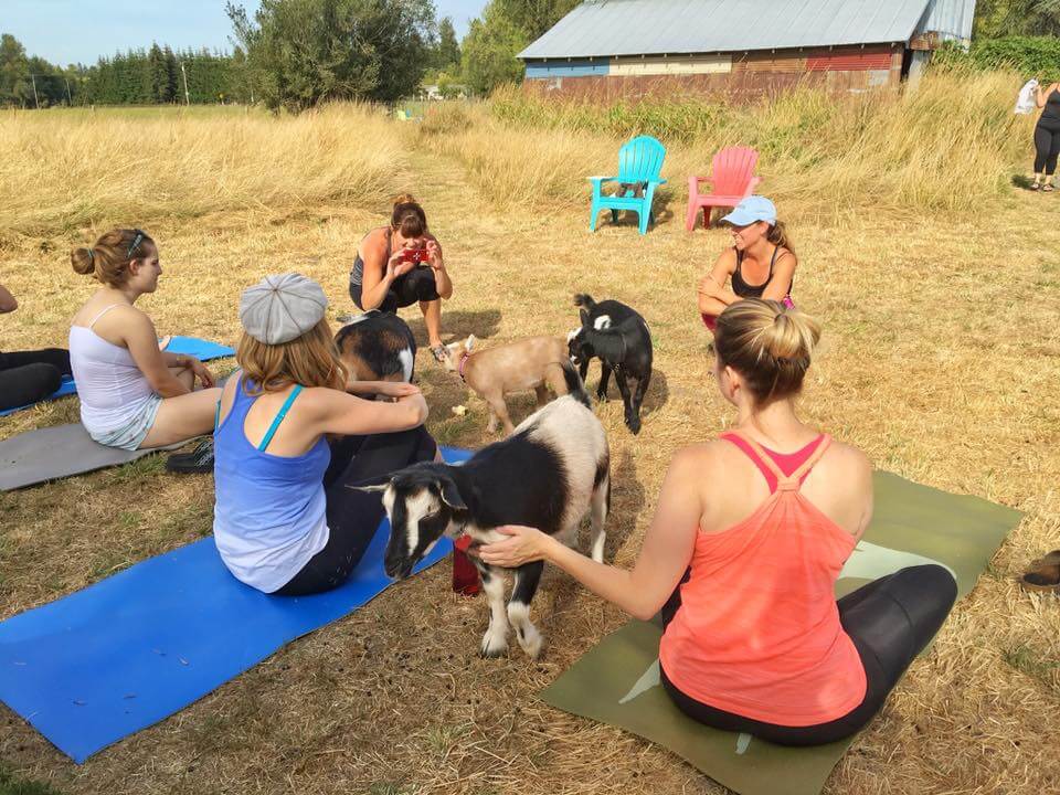 Goat Yoga It's Yoga With Goats! Modern Farmer