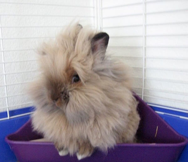 Here Are Five of the Funniest Looking (And Sounding) Rabbits Modern