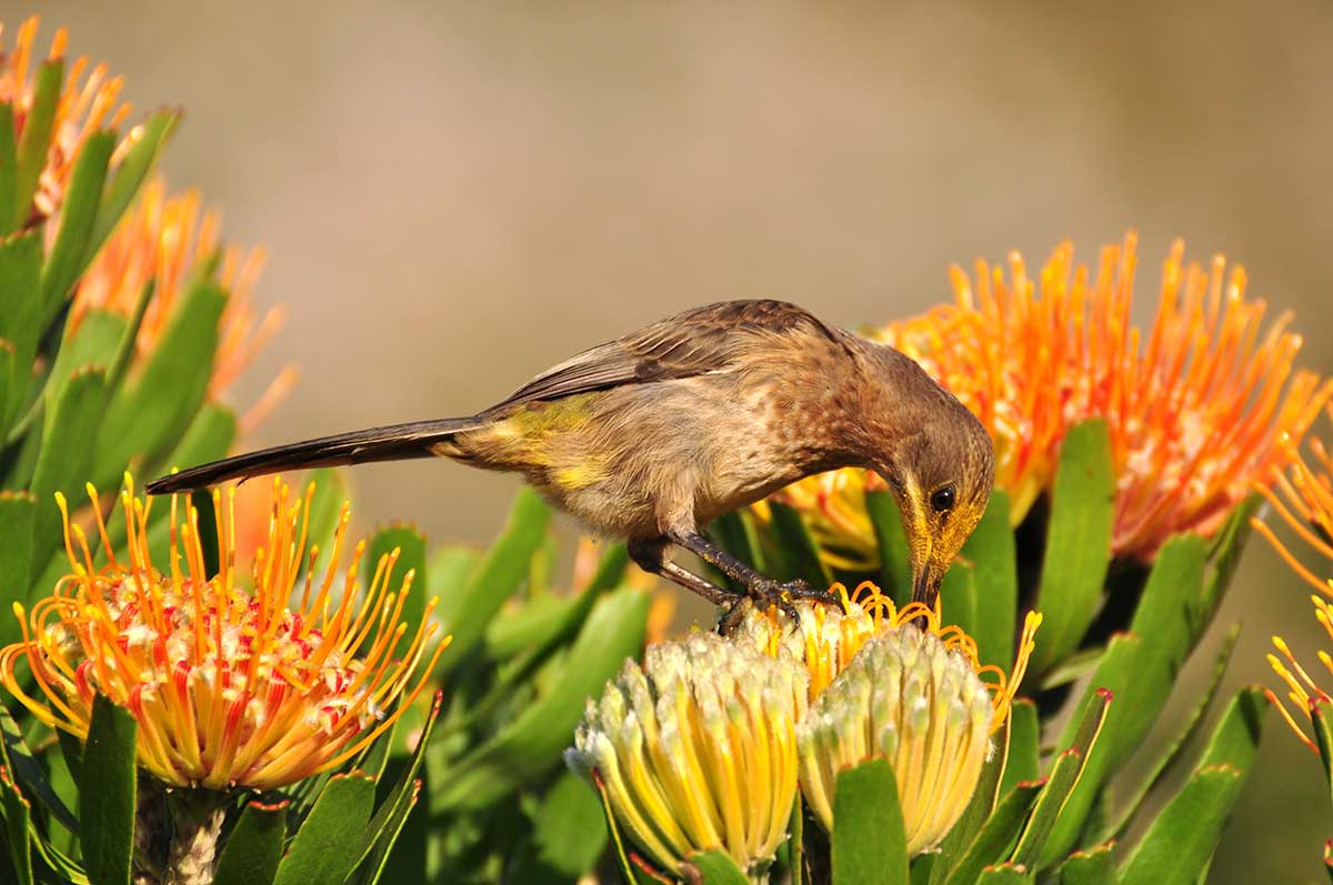 Bats, Beetles, Butterflies... And Other Pollinators That Aren't Bees