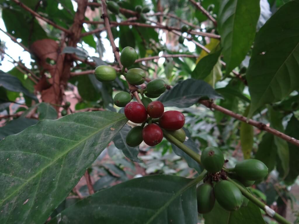 Coffee Among the First Crops to Feel the Effect of Climate Change