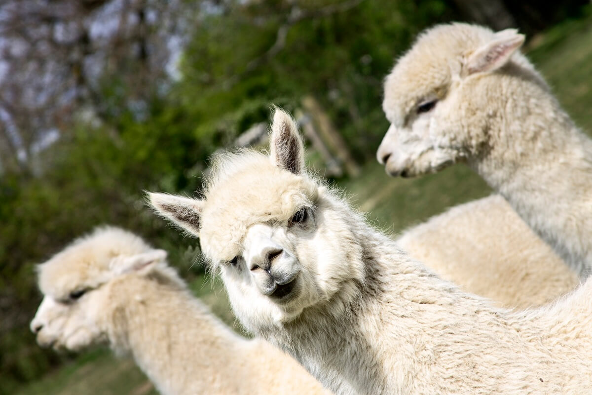 You Can Now Take a Dance Class With Alpacas Modern Farmer