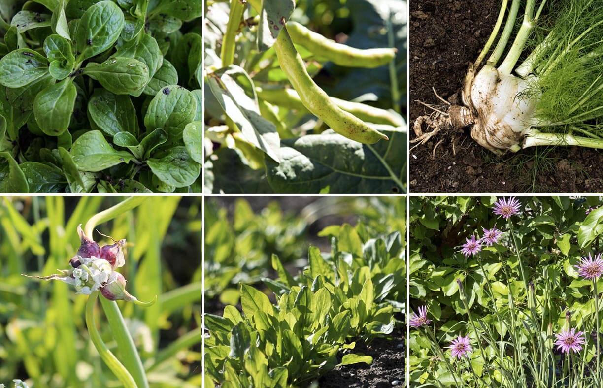 7 Gourmet Vegetables to Plant Now for Fall Harvest Modern Farmer