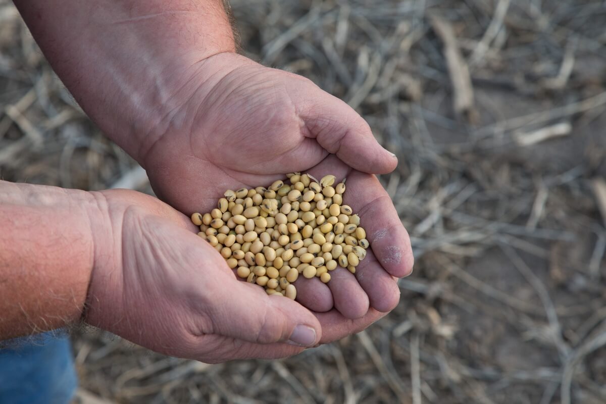 Soy Is Set to Our Biggest Crop by Acreage. But What Are We Doing