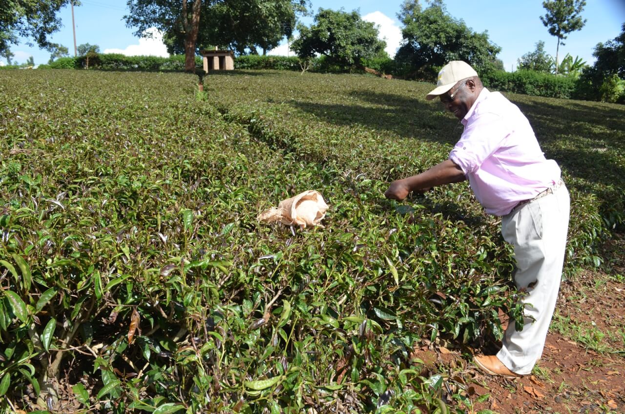 Purple Tea Is Gaining Ground in Kenya Modern Farmer