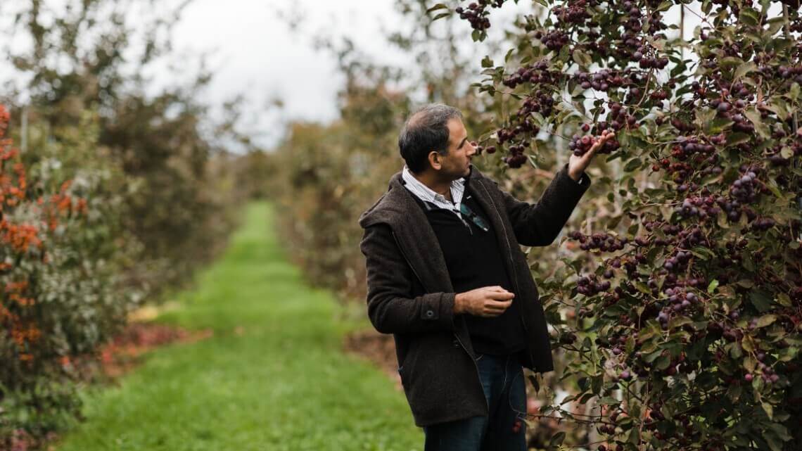 The Mysterious Phenomenon Killing America’s Apple Trees Modern Farmer