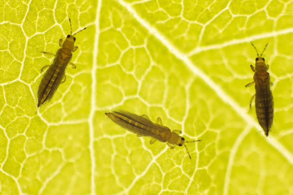 The Most Common Houseplant Pests Modern Farmer