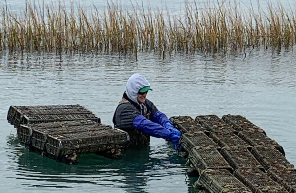 Can Oyster Farming Save the North Carolina Coast? Modern Farmer